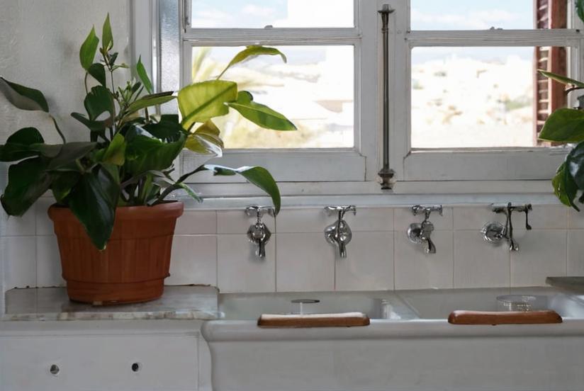 Cuáles son las mejores plantas para el baño