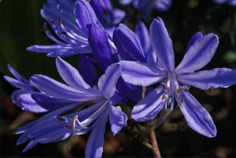 ¿Cuáles son las partes, características y función de una flor?