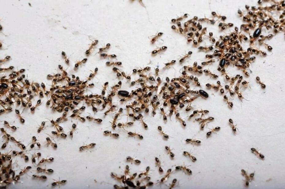 Cuáles son las plagas más comunes en primavera