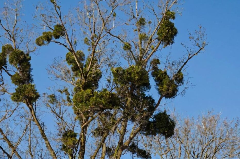 ¿Cuáles son las plantas que se disfrazan?