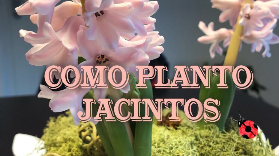 Plantación de jacintos: cuándo y cómo cultivar estas hermosas flores