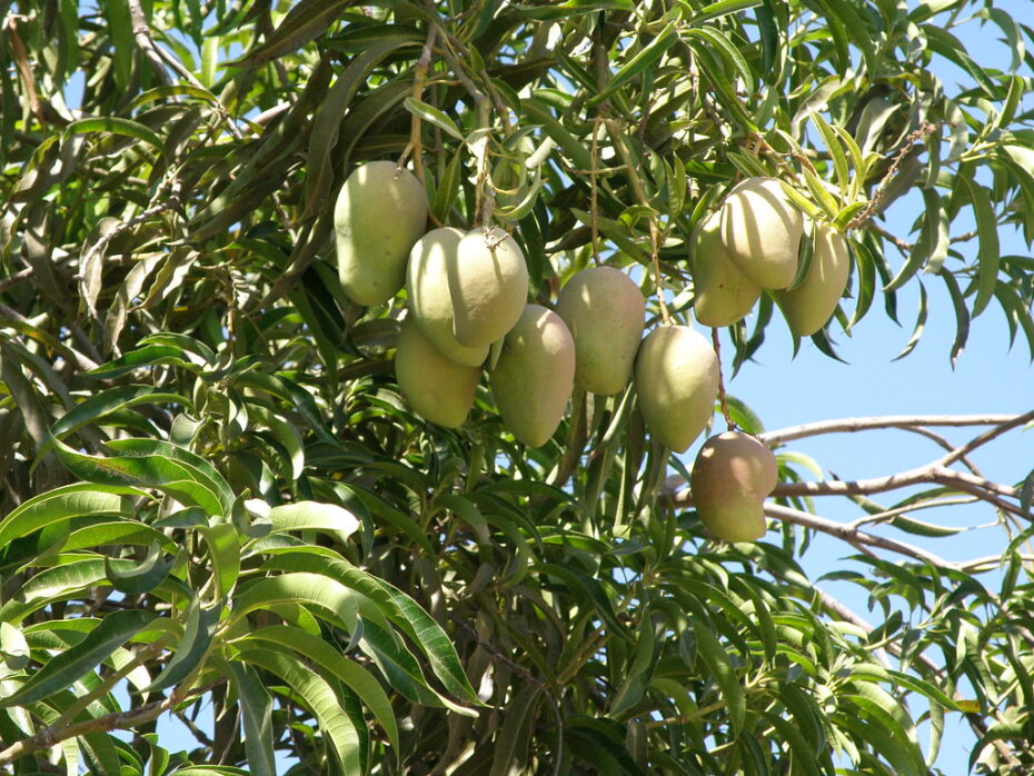 Plantación de mango: cuándo y cómo cultivar esta fruta exótica