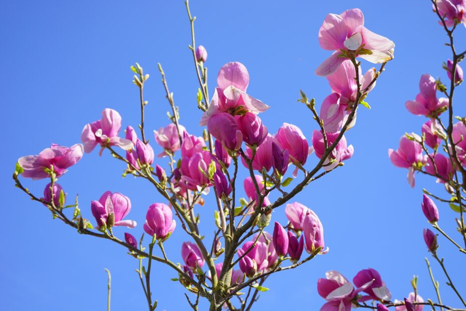 Florecimiento del magnolio: ¿Cuándo y cómo disfrutar de esta hermosa planta?