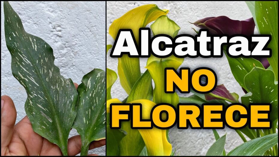 Calas: Descubre cuándo florecen estas hermosas plantas