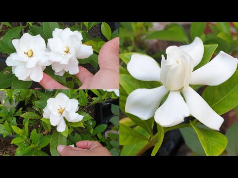 Época de floración de las gardenias: descubre cuándo florecen estas hermosas plantas