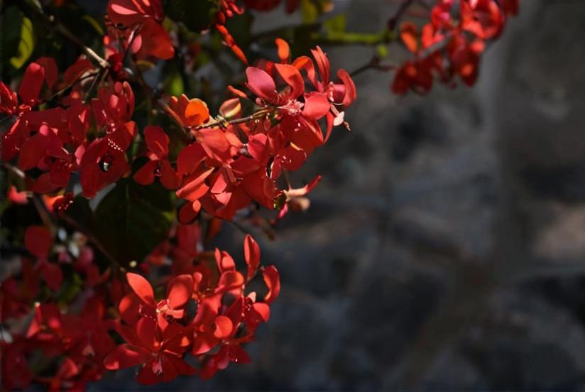 ¿Cuándo florecen las plantas?