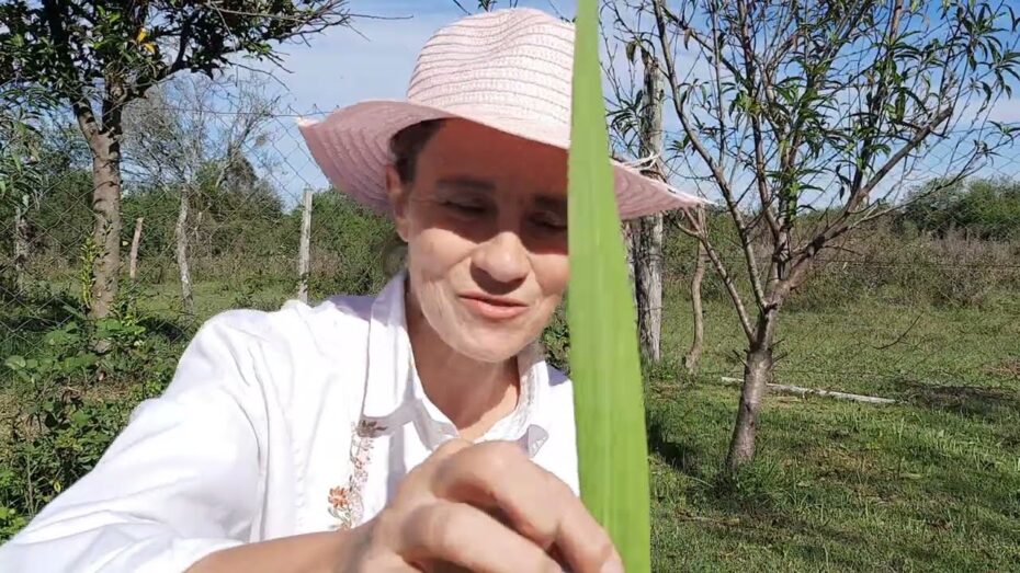 Guía completa sobre cuándo plantar gladiolos: consejos de experto en botánica