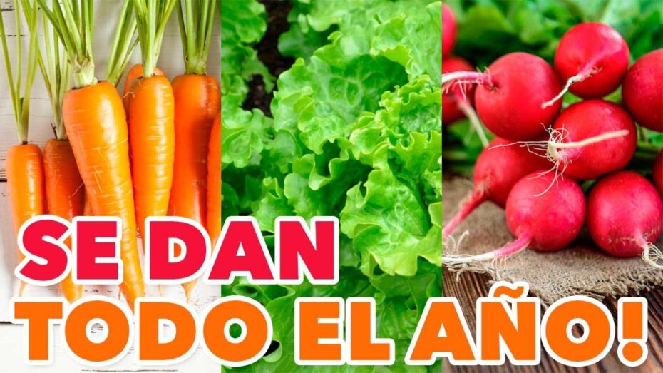 Mejores momentos para plantar hortalizas: consejos y recomendaciones