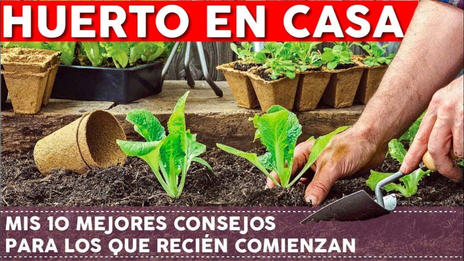 Plantación de huerto: Cuándo es el momento adecuado para empezar