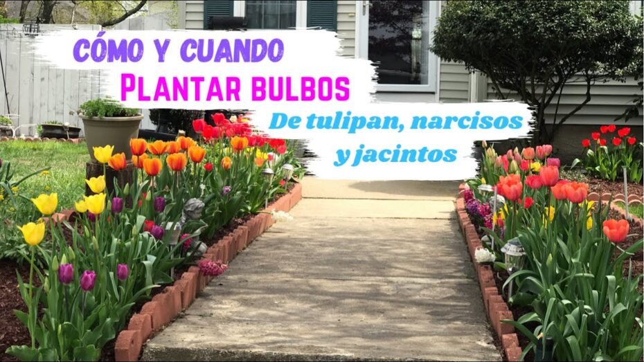 Plantación de tulipanes: ¿Cuándo es el momento adecuado?