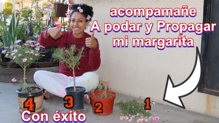 Podar margaritas: cuándo y cómo realizar esta importante tarea de jardinería