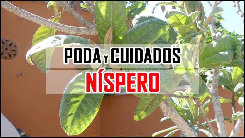 Podar un níspero: Cuándo y cómo realizar esta importante tarea de jardinería