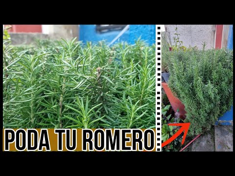 Podar el romero: cuándo y cómo hacerlo para un crecimiento saludable