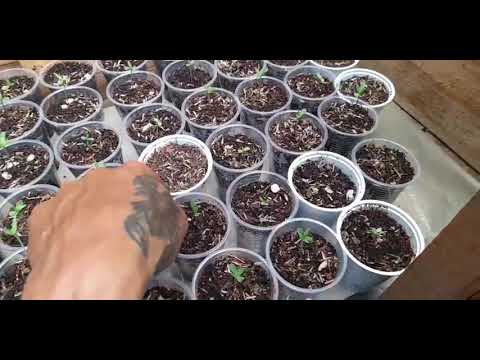 Optimización de la exposición solar para semillas germinadas: cuándo y cómo