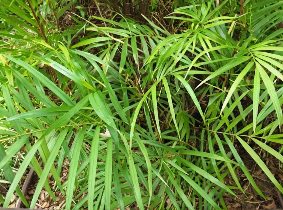 ¿Cuándo regar las palmeras?