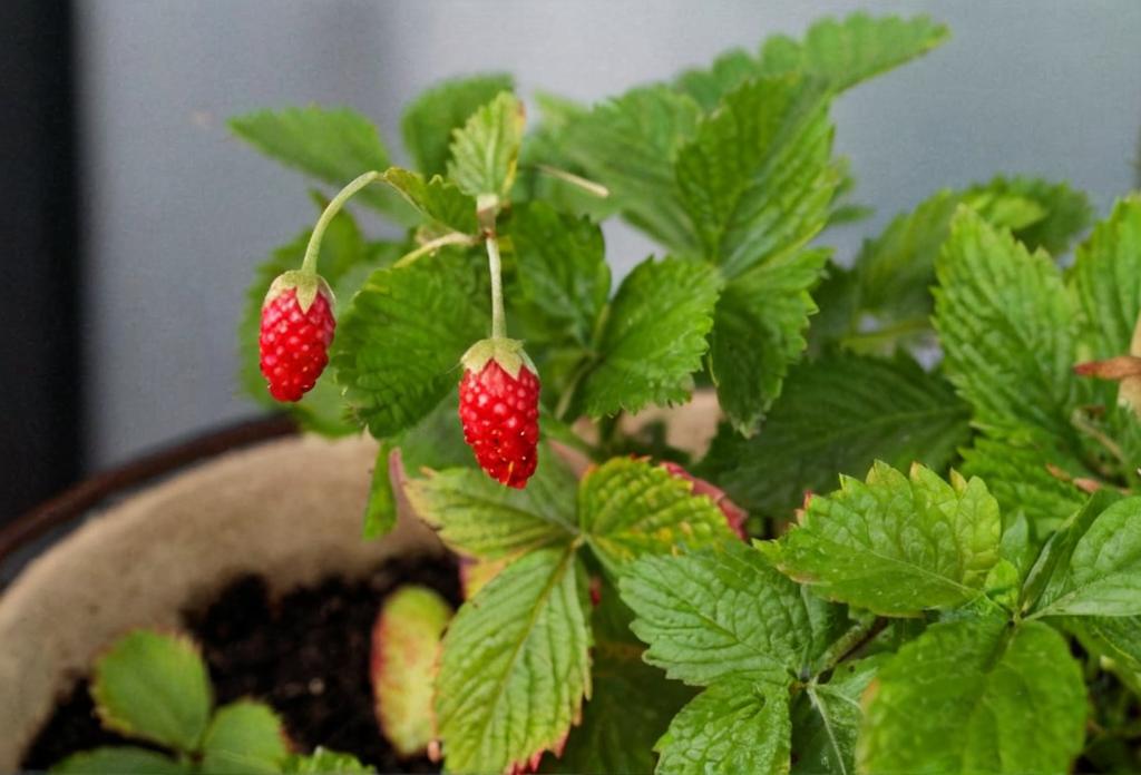 ¿Cuándo se plantan las fresas en macetas?