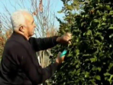 Podando camelias: cuándo y cómo hacerlo para un óptimo crecimiento