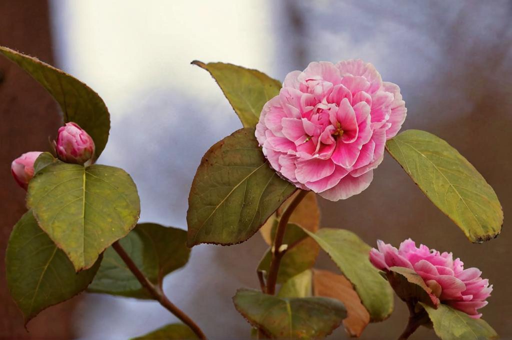Cuándo se podan las camelias