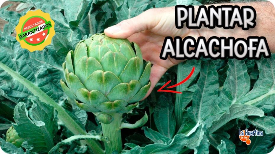 Siembra de alcachofas: cuándo y cómo hacerlo correctamente