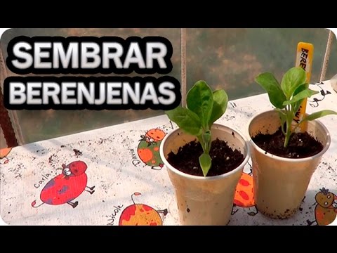 Sembrar berenjenas: cuándo y cómo hacerlo correctamente