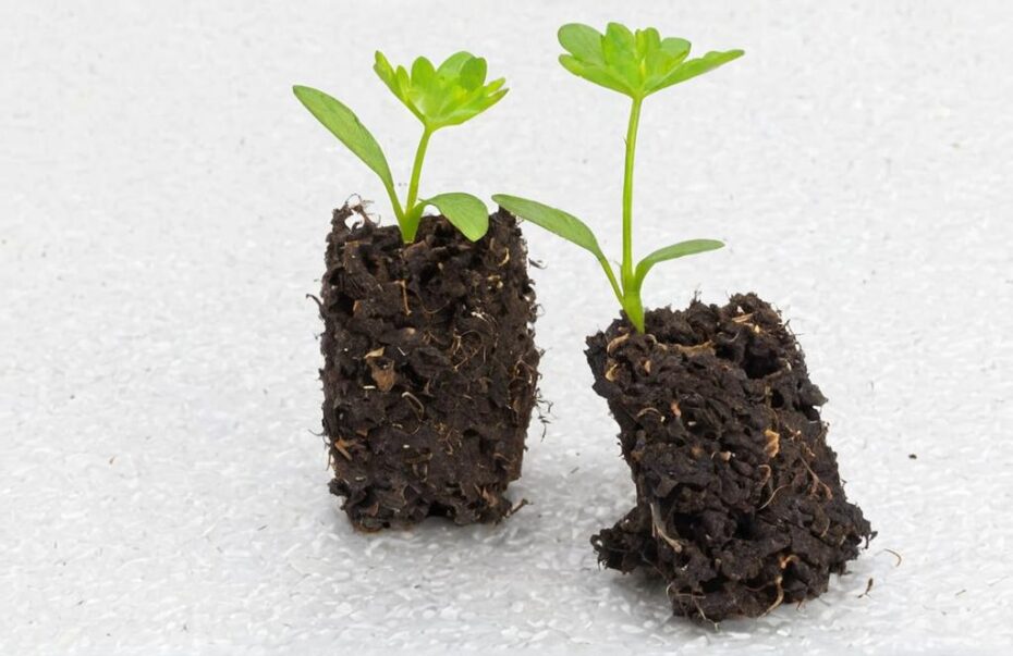 ¿Cuándo trasplantar plantas de exterior?