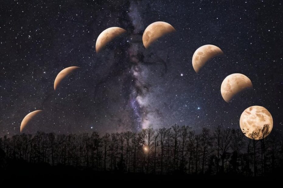 Cuándo trasplantar una planta según la luna