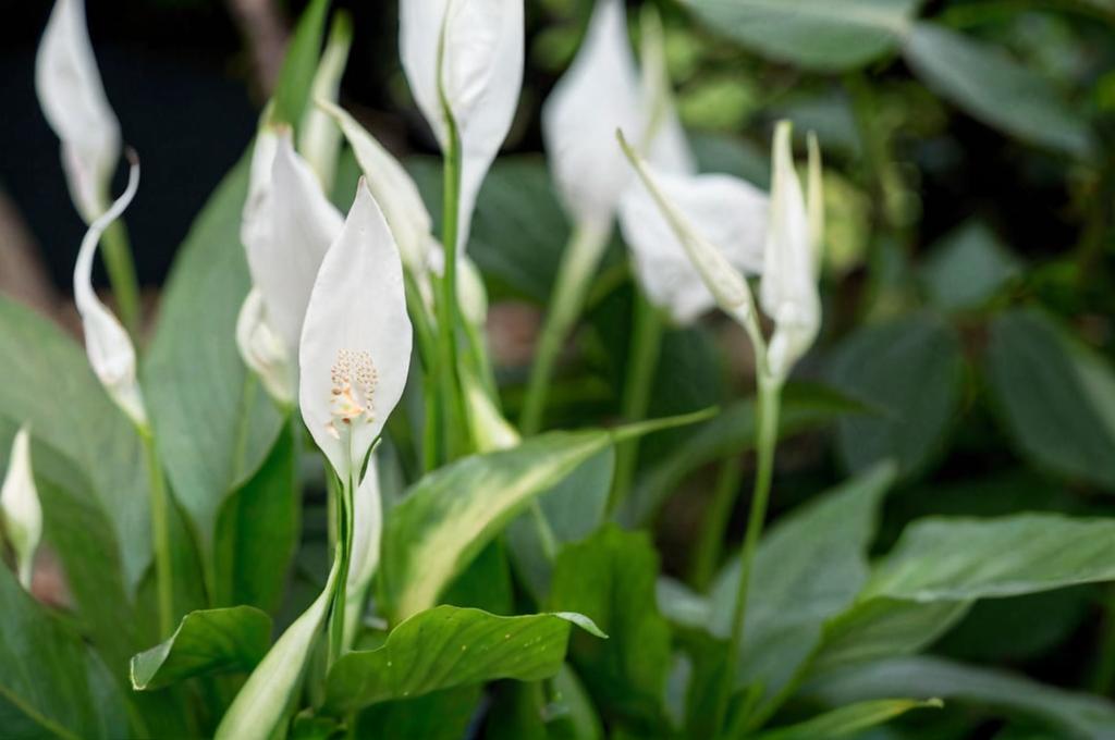 ¿Cuánto crece la planta espatifilo? como conseguir una planta gigante