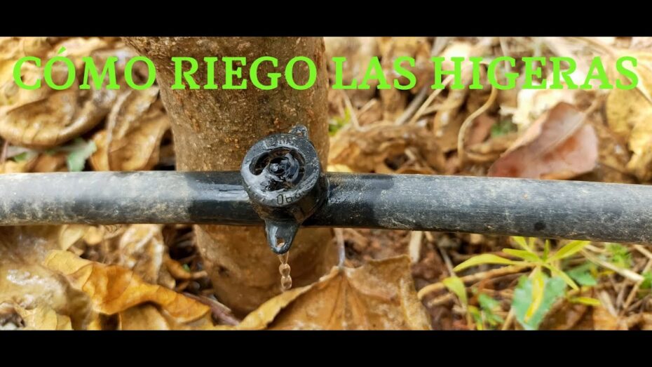 Higuera: Cuánto regar y cuidados esenciales para un crecimiento óptimo