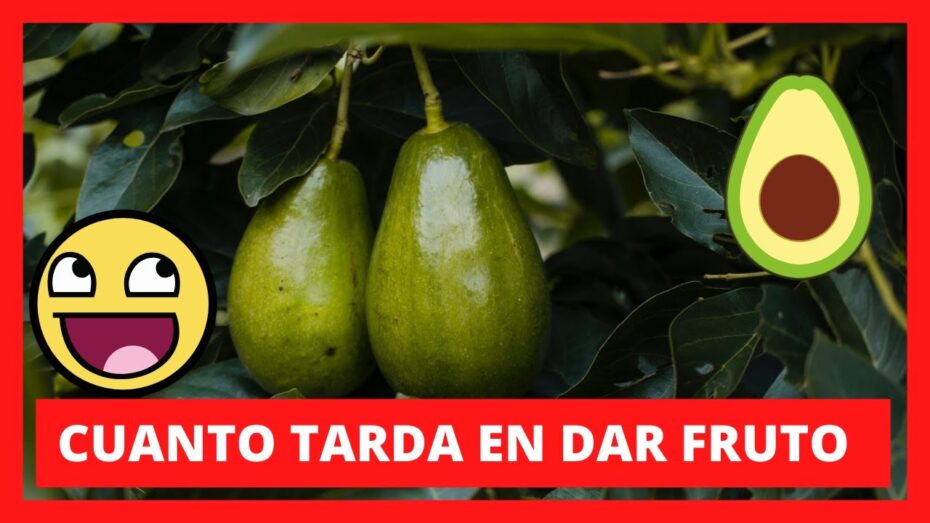 Tiempo de maduración del aguacate: ¿Cuánto tarda en dar fruto?