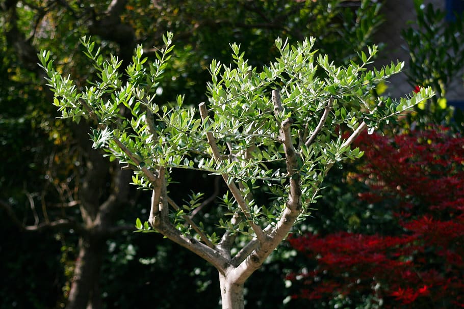 Tiempo de crecimiento de un olivo: ¿Cuánto tarda en desarrollarse esta planta?