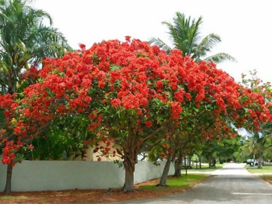¿Cuántos colores de flamboyán existen?