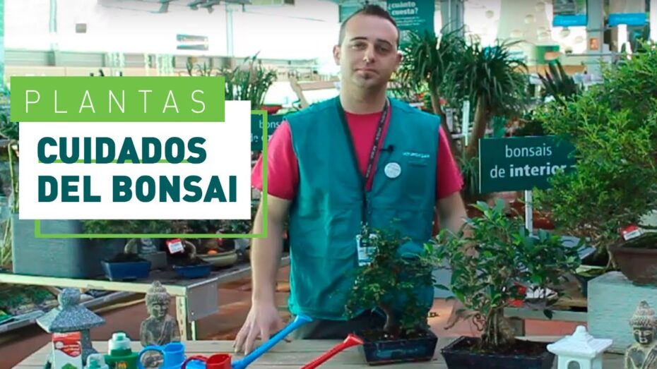 Cuidado de bonsáis de interior: descubre cómo mantener tus plantas en óptimas condiciones