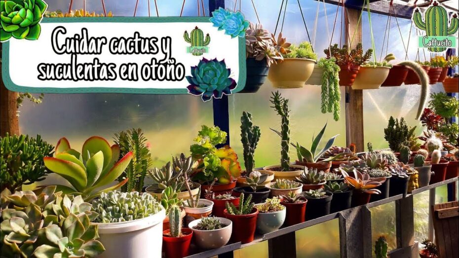 Cuidado de cactus y suculentas en otoño e invierno: consejos expertos