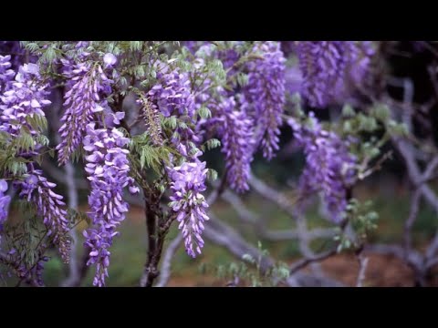 Glicinia en maceta: Cómo cuidar esta planta de forma adecuada