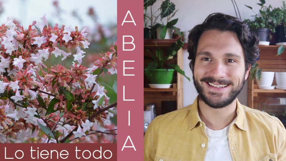 Guía completa de cuidados de la Abelia grandiflora para un jardín exuberante