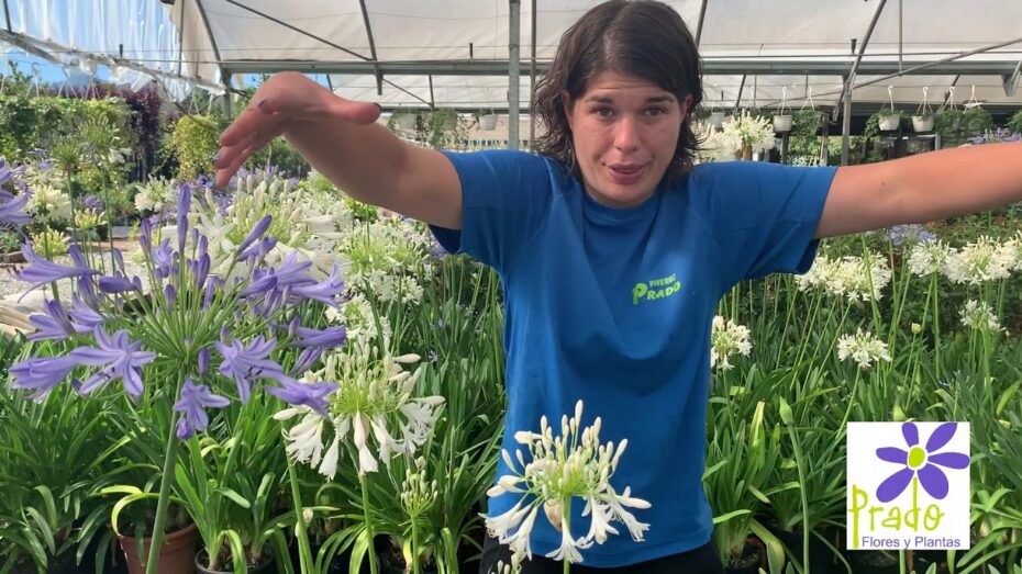 Cuidados del Agapanto: Consejos expertos para cuidar esta planta y potenciar su belleza