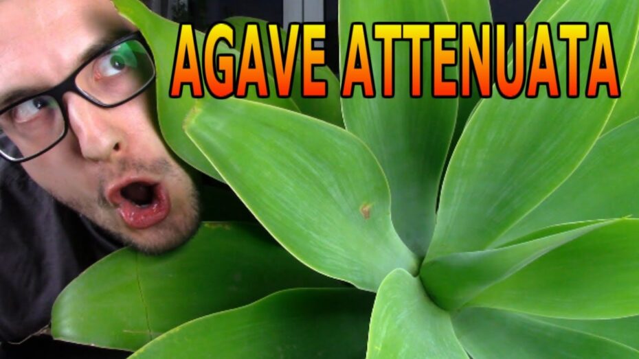 Guía completa de cuidados del Agave attenuata para un jardín saludable