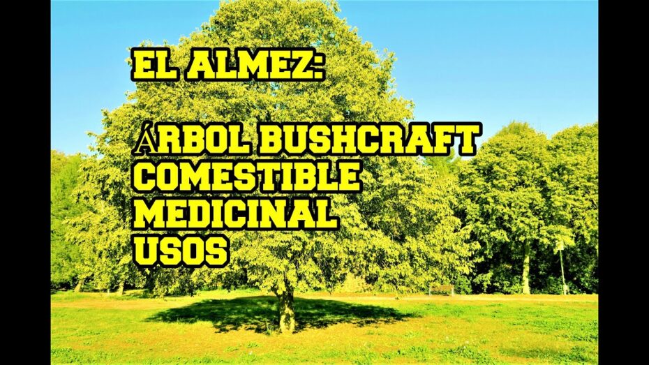Almez: Cuidados y consejos para su correcto desarrollo y crecimiento