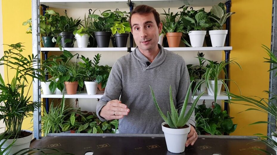 Cuidados del Aloe vera en interior: Guía completa para el cuidado de esta planta en espacios cerrados