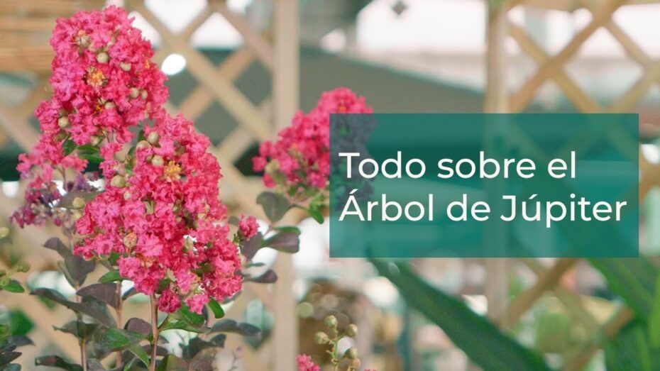 Consejos expertos para el cuidado del árbol de Júpiter en maceta: todo lo que necesitas saber