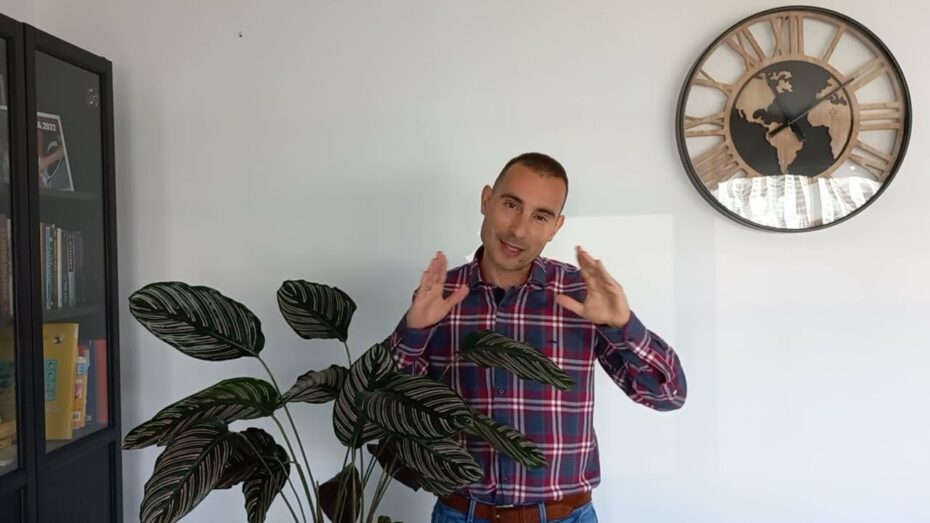 Cuidados de la Calathea: Tips expertos para el crecimiento saludable de tus plantas