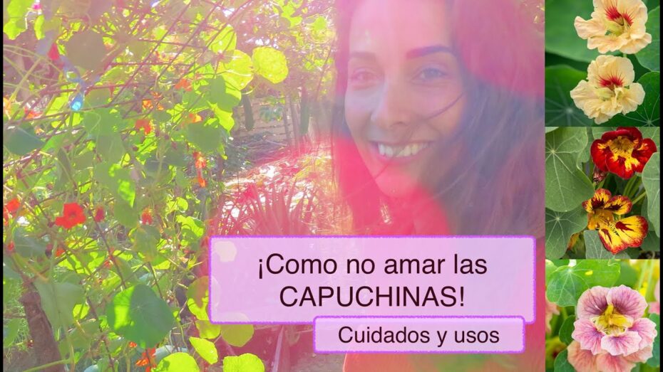 Cuidados de la capuchina en maceta: Guía completa para cultivar esta planta
