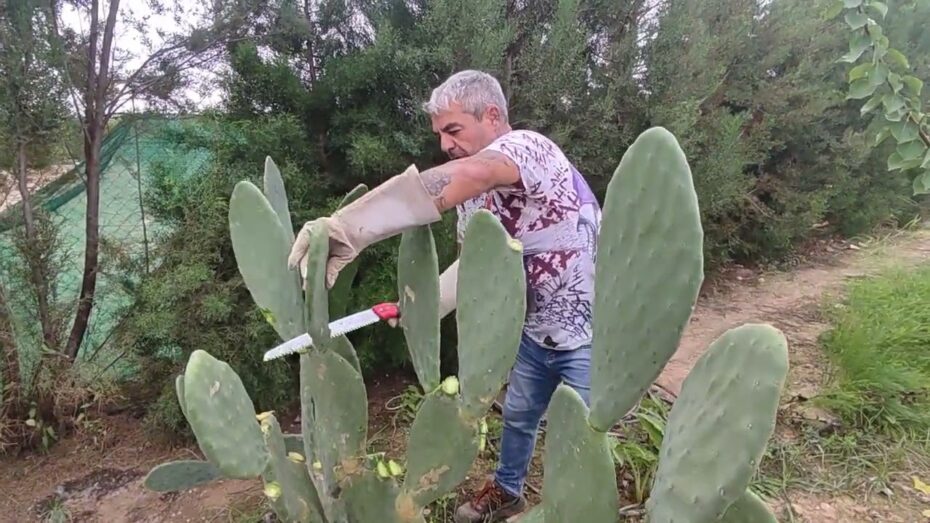 Cuidados de la chumbera en maceta: consejos para mantener esta planta de forma óptima