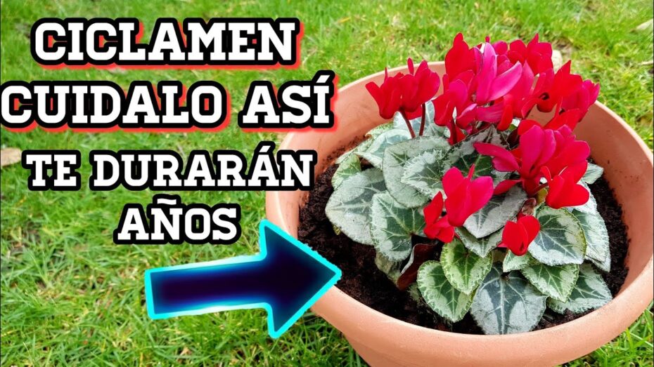 Ciclamen en exterior: Consejos expertos para su cuidado