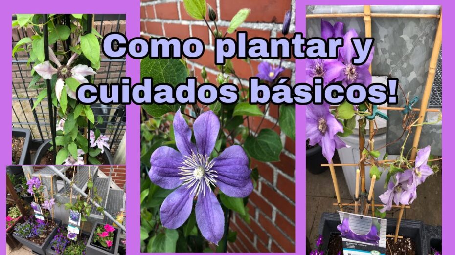 Clematis: Guía completa de cuidados para esta planta trepadora