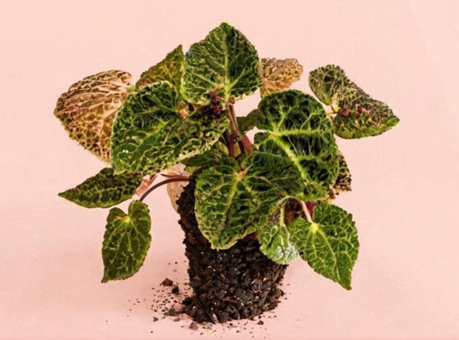Cuidados de la Begonia ferox