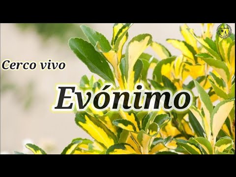 Euonymus japonicus en maceta: Cuidados para un crecimiento saludable