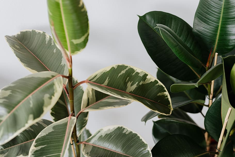 Ficus en interior: Cuidados esenciales para su crecimiento saludable