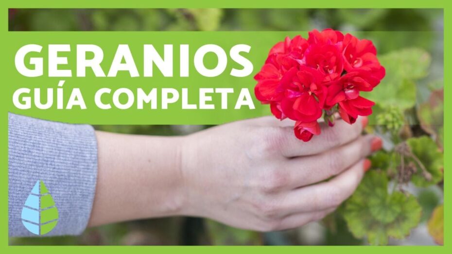 Geranio en maceta: Cuidados esenciales para un crecimiento saludable