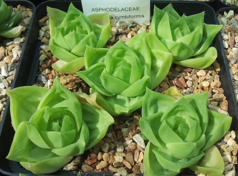 Haworthia cymbiformis: Cuidados y consejos para su cultivo